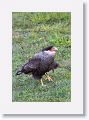 Southern Caracara
