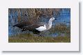 Upland Geese