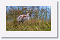 Upland Geese