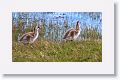 Upland Geese
