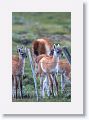 Guanaco