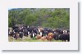 The first of two cattle drives along the road back to Puerto Natales