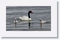 Black-necked Swan