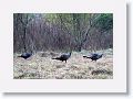 Female Wild Turkeys