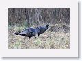 Female Wild Turkeys