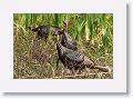 Turkey on Marsh Rabbit Run trail