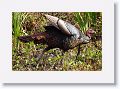 Turkey on Marsh Rabbit Run trail