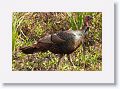 Turkey on Marsh Rabbit Run trail