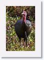 Turkey on Marsh Rabbit Run trail