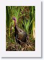 Turkey on Marsh Rabbit Run trail