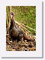 Turkey on Marsh Rabbit Run trail
