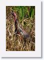 Turkey on Marsh Rabbit Run trail