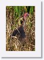 Turkey on Marsh Rabbit Run trail