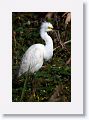 Snowy Egret on Marsh Rabbit Run trail