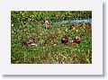 Black-bellied Whistling-Duck on Marsh Rabbit Run trail
