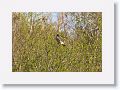 Northern Harrier on Marsh Rabbit Run trail