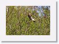 Northern Harrier on Marsh Rabbit Run trail