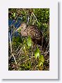 Limpkin on Wading Bird Way trail