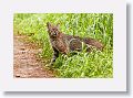 Bobcat