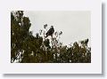 American Bald Eagle