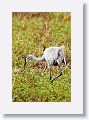 Sandhill Crane