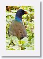 Purple Gallinule