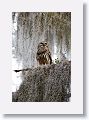 Barred Owl - Adult