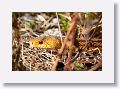 Yellow Rat Snake