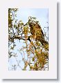 Red-shouldered Hawk