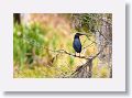 Green Heron