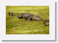 Small Aligator
