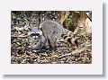 Raccoon with lunch