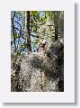 Red Shoulder Hawk chick