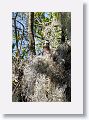 Red Shoulder Hawk chick