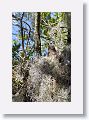 Red Shoulder Hawk chick
