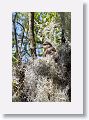 Red Shoulder Hawk chick