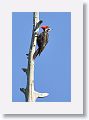 Pileated Woodpecker, male