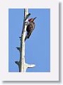 Pileated Woodpecker, male