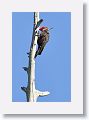 Pileated Woodpecker, male