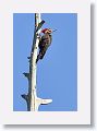 Pileated Woodpecker, male