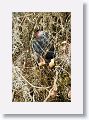 Green Heron on nest with 2 chicks