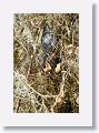 Green Heron on nest with 2 chicks