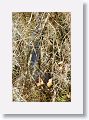 Green Heron on nest with 2 chicks