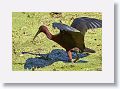 Glossy Ibis