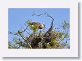 Great Blue Heron chicks