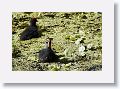 Common Gallinule chicks