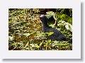 Common Gallinule chick