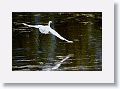 Snowy Egret