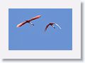 Roseate Spoonbills
