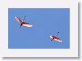 Roseate Spoonbills